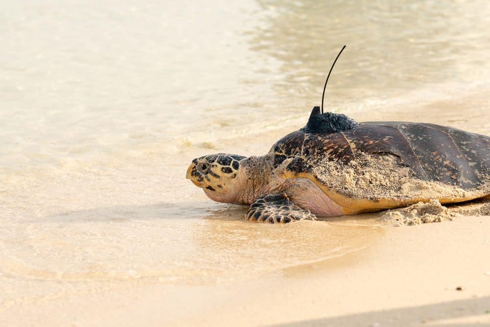 In pictures: Dubai Turtle Rehabilitation Project marks 20 years ...