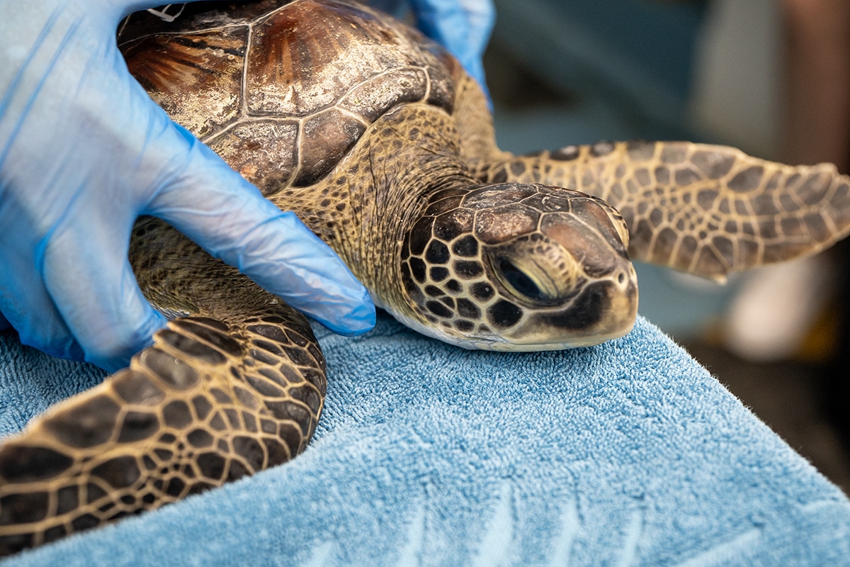 In pictures: Dubai Turtle Rehabilitation Project marks 20 years ...