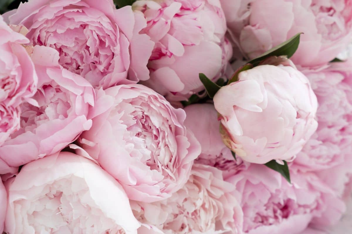 pink peonies