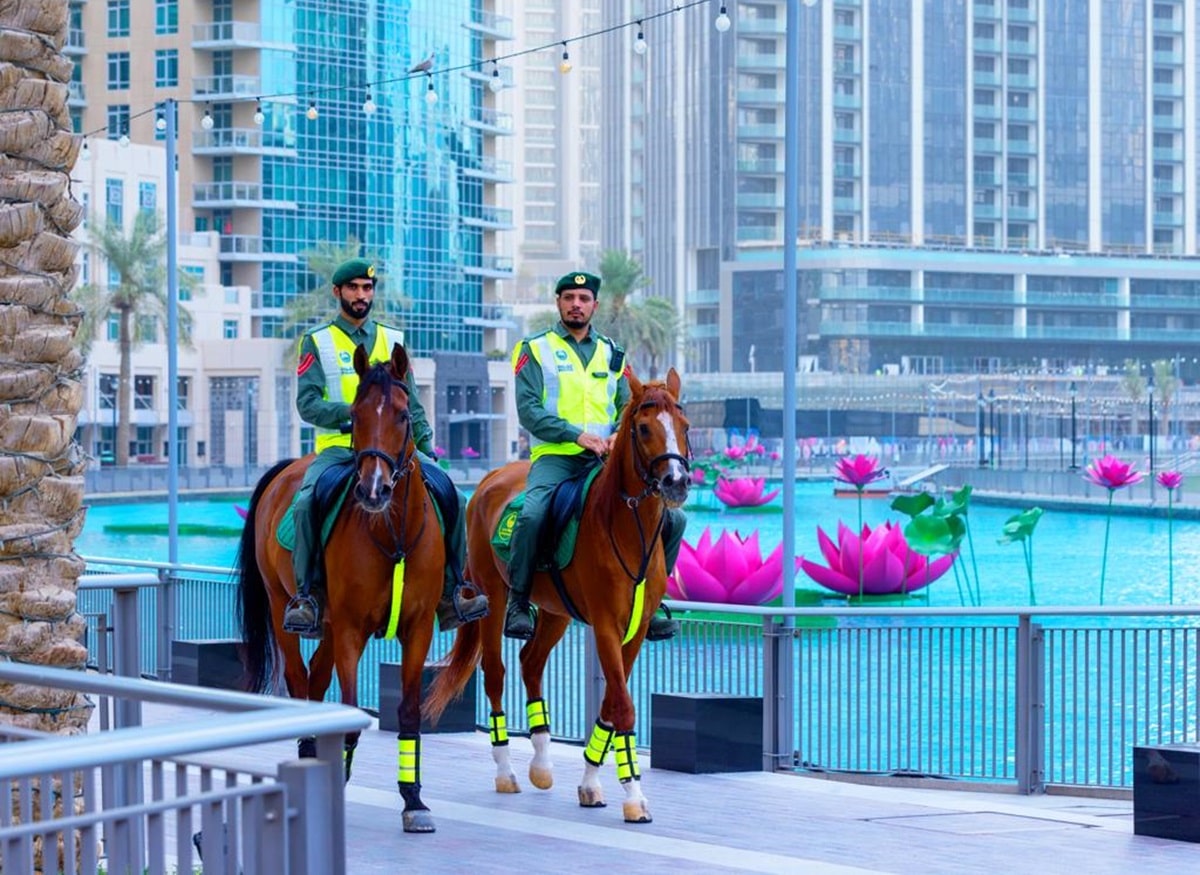 Dubai Mounted Police horses