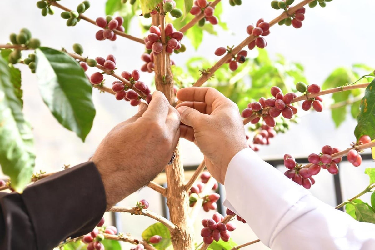 Saudi Arabia's new programme boosts coffee cultivation skills in Asir