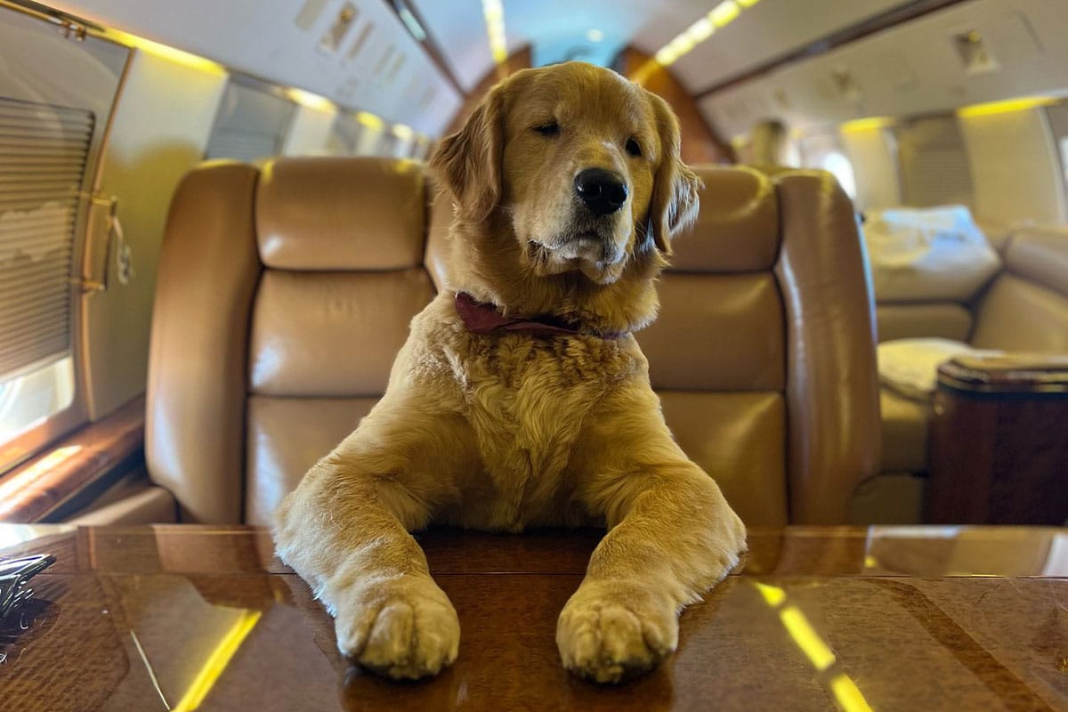 Exciting News: K9 JETS Introduces Dubai to Europe Pet Charter Routes