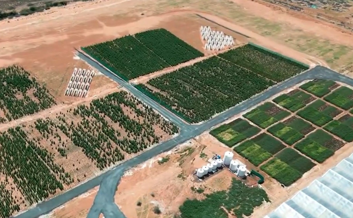 Abu Dhabi Quinoa UAE food security