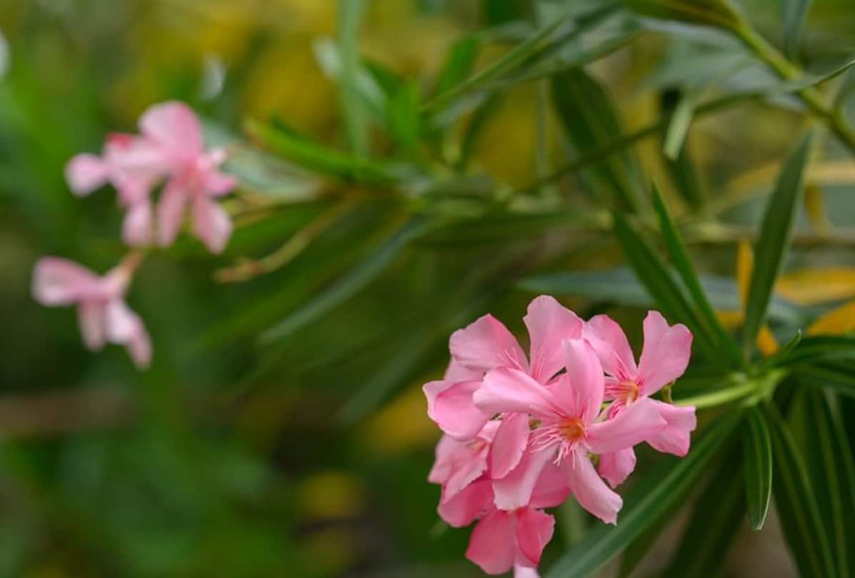 Oleander Abu Dhabi