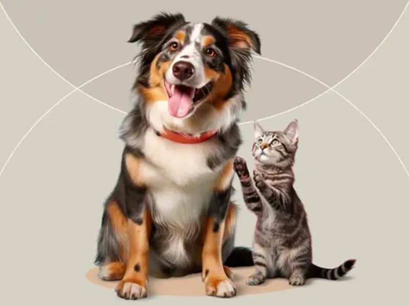 Abu Dhabi pets cats and dogs