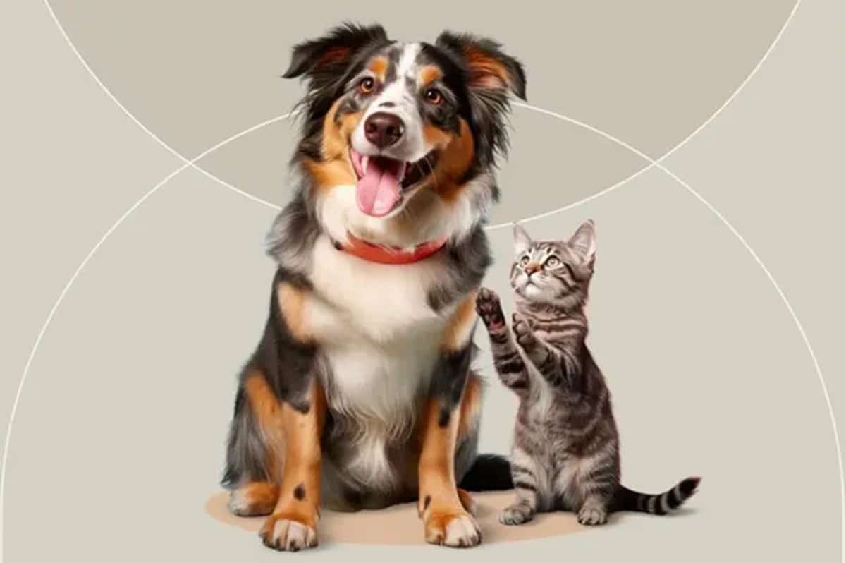 Abu Dhabi pets cats and dogs