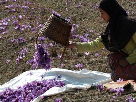 Kashmiri Saffron Harvest - Arabianbusiness