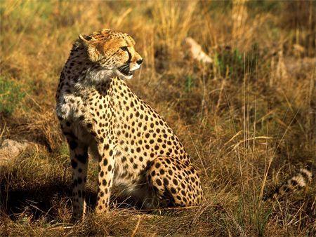 Cheetahs on sale in Qatar for $10,000 - report - Arabianbusiness