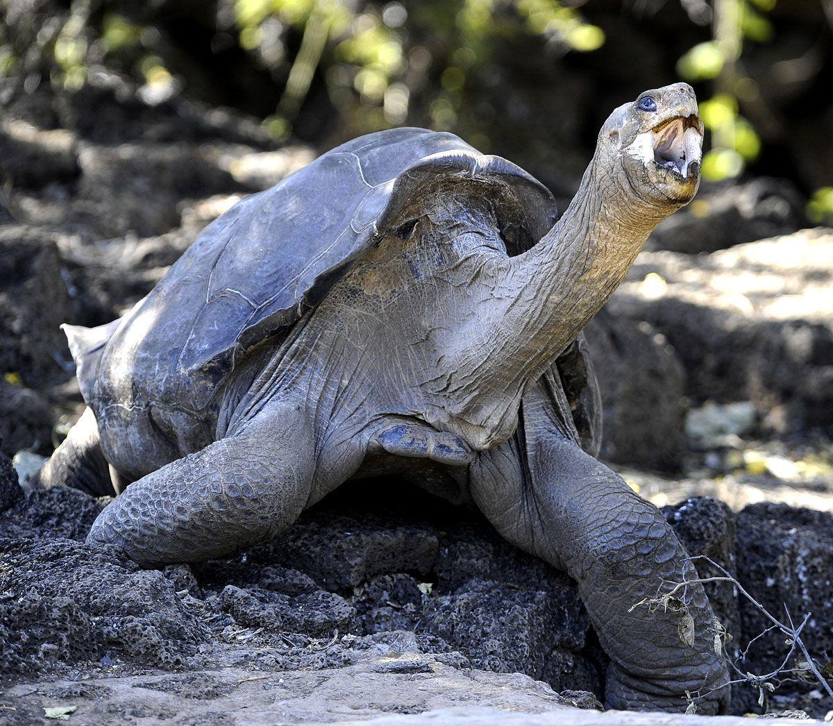 pinta tortoises