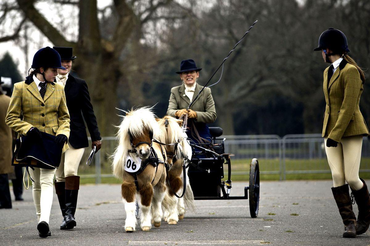 Riders display their horses and carriages during London Harness Horse