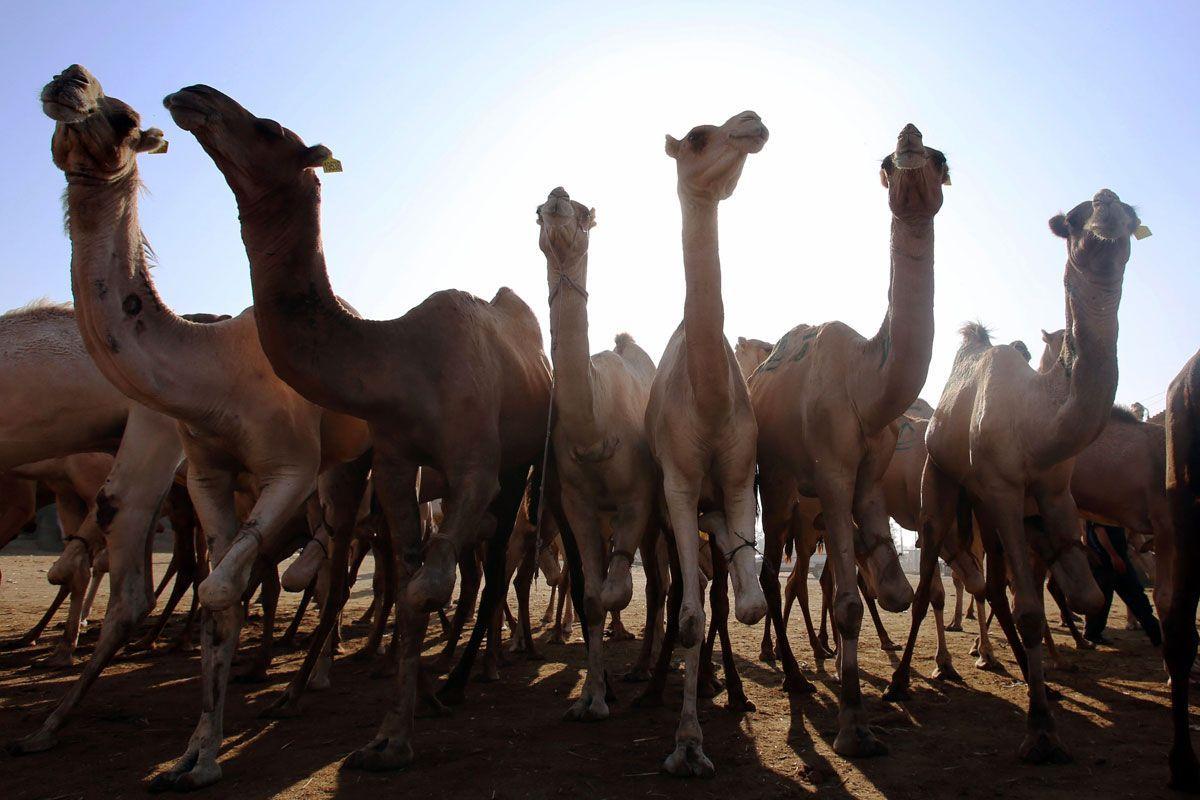 UAE dairy says first camel ice cream range launched - Arabianbusiness