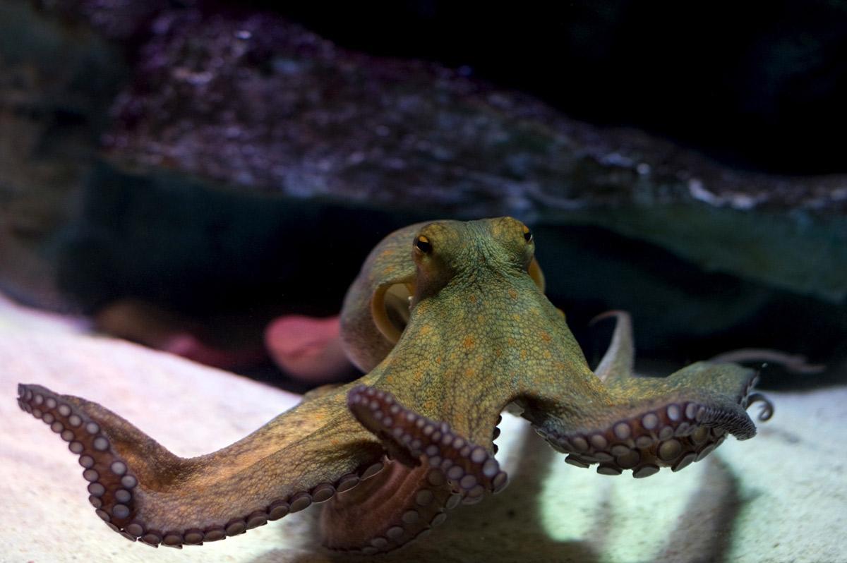 Revealed: newly rediscovered tropical octopus - Culture & Society ...