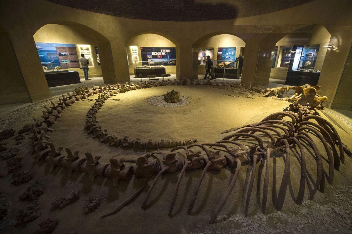 Middle Easts First Museum Dedicated To Fossils Opens In Egypt