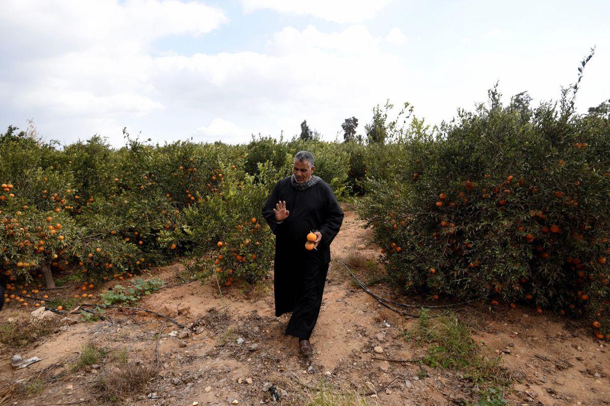 In pictures: Farming in Egypt - Arabianbusiness