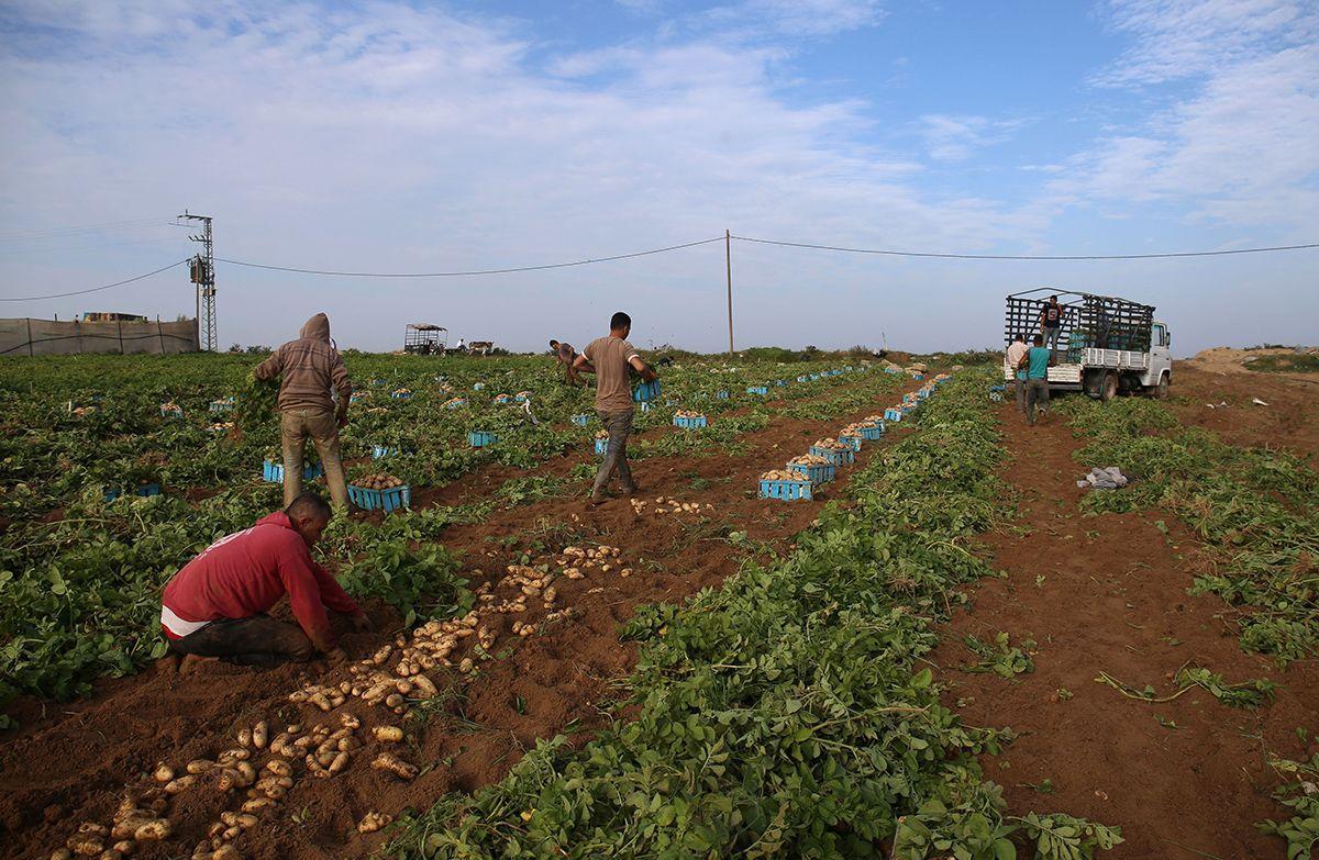 Agriculture In...
</p>
 … <a title=