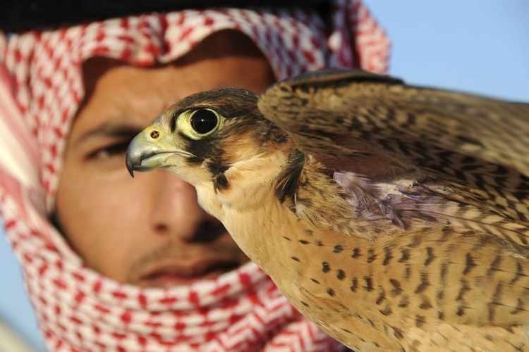 Saudi Falconry Festival Breaks Guinness World Record - Arabianbusiness