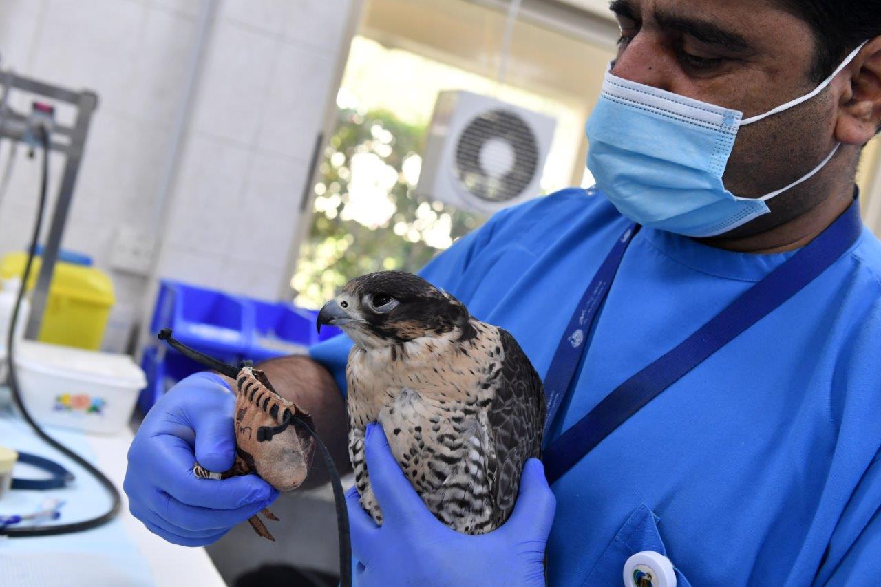 Abu Dhabi: Inside the world's largest falcon hospital - Arabianbusiness